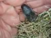 Dytiscus semisulcatus